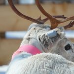 Cellular IoT ear tag tracks health and location of farmed reindeer and other herding animals