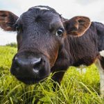 Globalstar Partners with Ceres Tag on New Animal Ear Tag Design